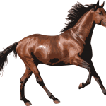 競馬をするなら予想が大切だと七騎の会は教えてくれる